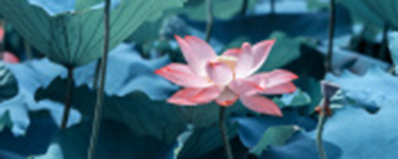 荷花春天开还是夏天开