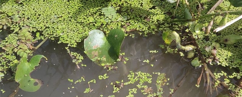 凤眼莲是水生生物还是陆生生物