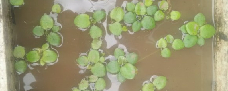 圆心萍和苹果萍怎么区分