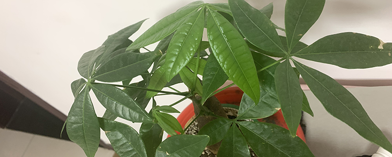 发财树枝断了怎么处理