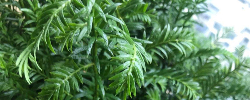 红豆杉的果实能吃吗 红豆杉的果实能吃吗