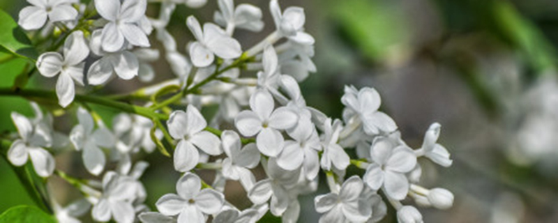 丁香花什么时候开花