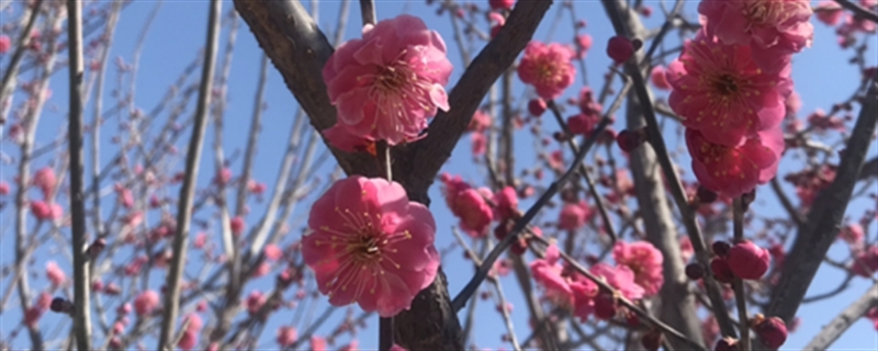 梅花为什么在冬天开