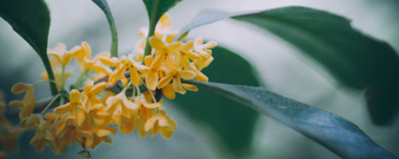 桂花种子沙藏方法