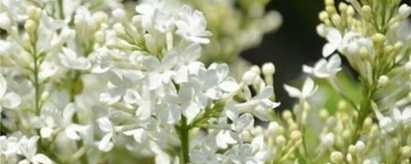 丁香花怎么繁殖的 丁香花怎么繁殖的