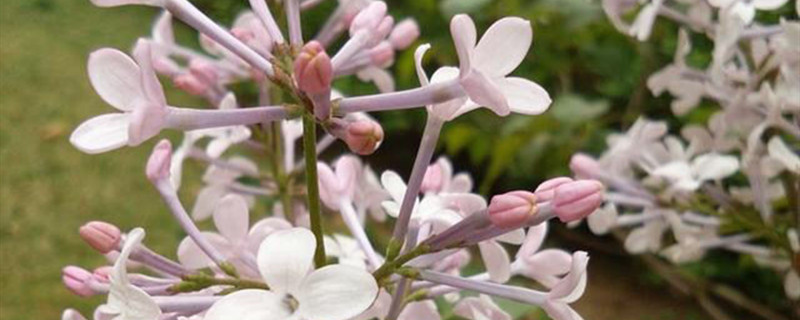 丁香花怎么种