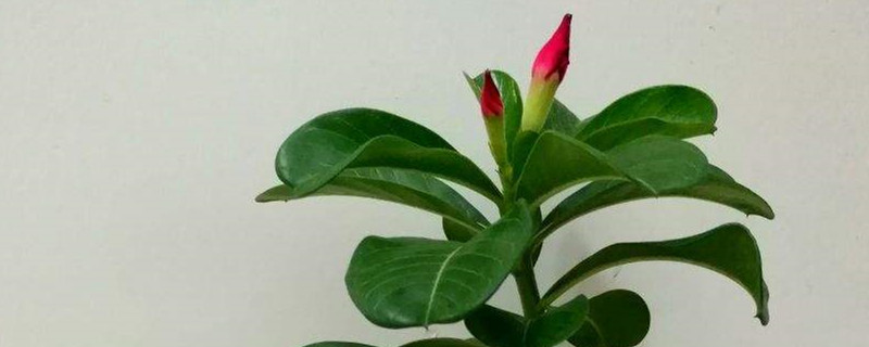 沙漠玫瑰春天怎么养，可以修剪吗