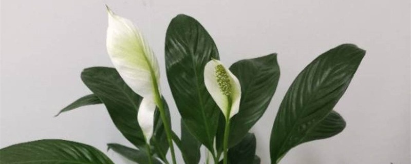 白掌用什么盆养好 白掌用什么盆养好