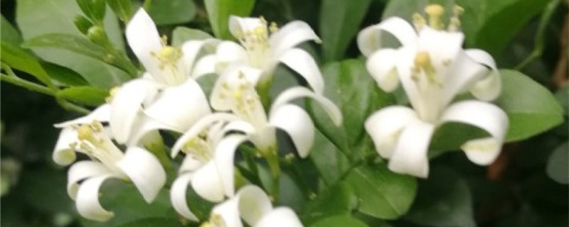 九里香春天需要修剪吗