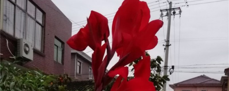 美人蕉开花时间