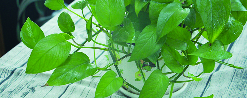 水养植物水里有虫怎么办，怎么养不生虫