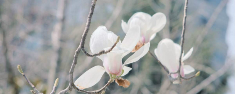 白玉兰叶子发黄是什么原因,黄叶怎么办 白玉兰叶子发黄是什么原因,黄叶怎么办