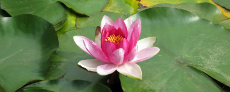 碗莲开花后会死吗