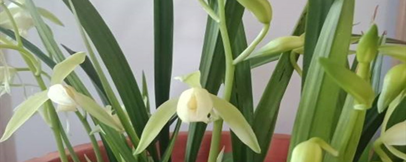 文心兰的生长季节