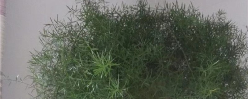 天门冬用什么土养殖