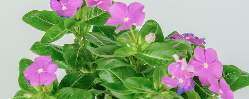 长春花种子怎样泡种