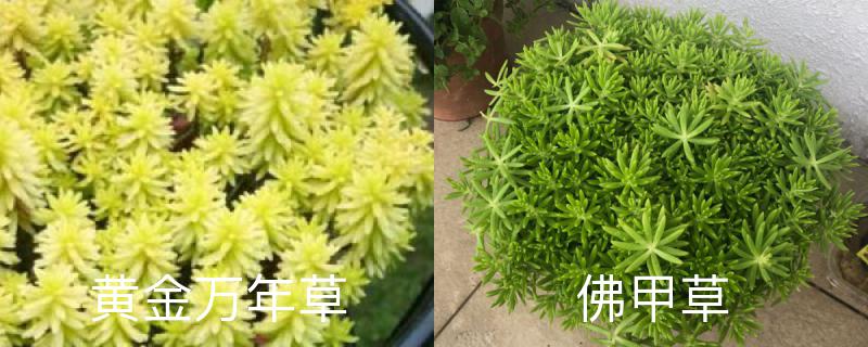 黄金万年草和佛甲草的区别,分别怎么养护 黄金万年草和佛甲草的区别,分别怎么养护