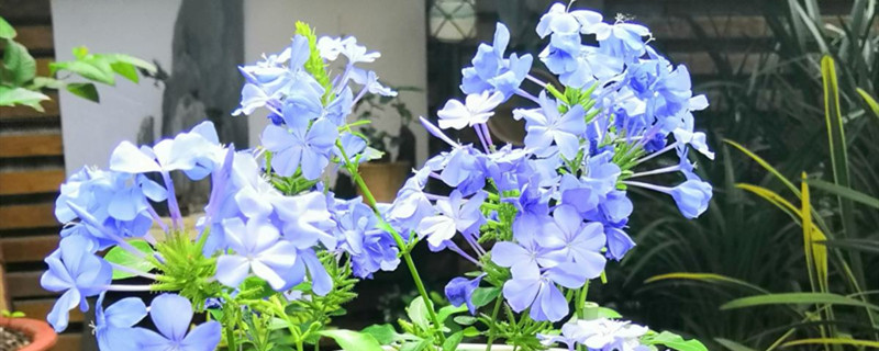 蓝雪花开花后怎么修剪
