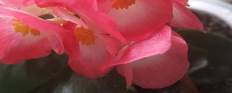 四季海棠叶子长斑怎么办