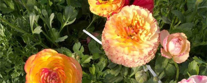 花毛茛的花期