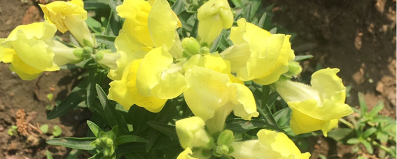 金鱼草的花期
