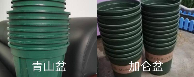 青山盆和加仑盆的区别，适合种什么花