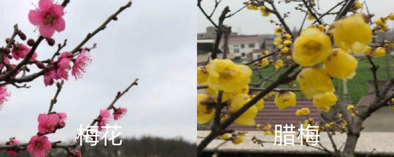 梅花和腊梅的区别,分别怎么养护 梅花和腊梅的区别,分别怎么养护