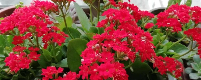 长寿花春天施什么肥