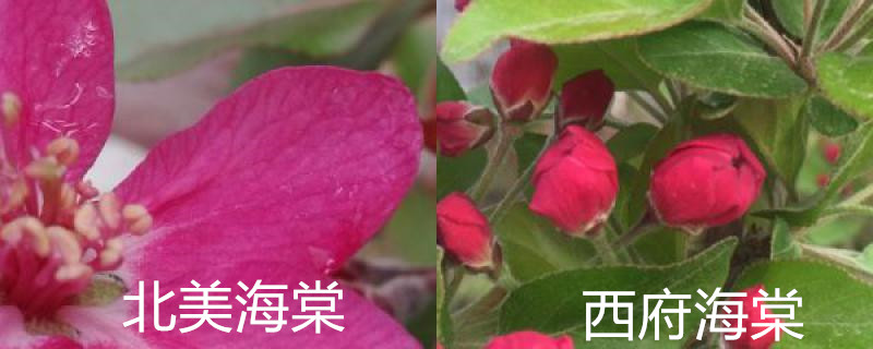 北美海棠和西府海棠的区别，分别怎么养护