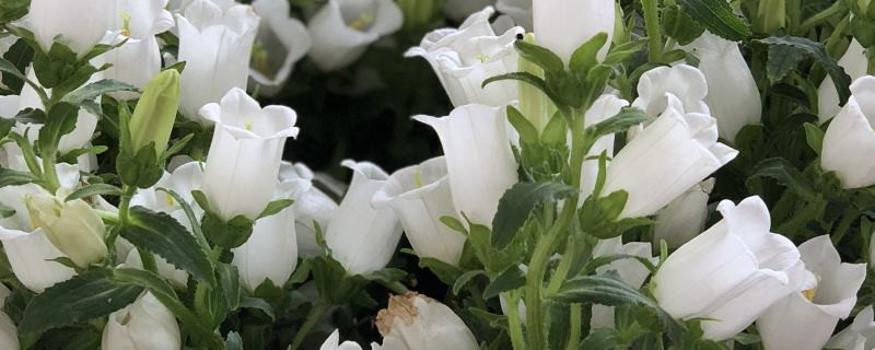 风铃花怎么获得种子