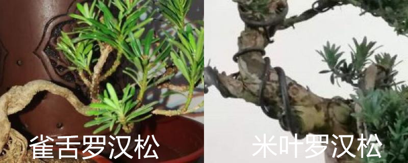 雀舌罗汉松和米叶罗汉松区别，分别怎么养护