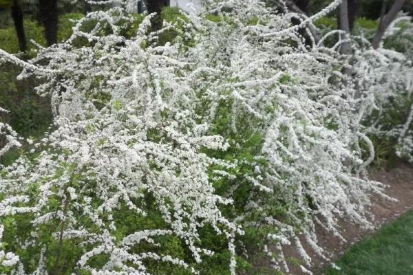 这花一开像下雪，花量多到压弯枝，大夏天也能赏雪！