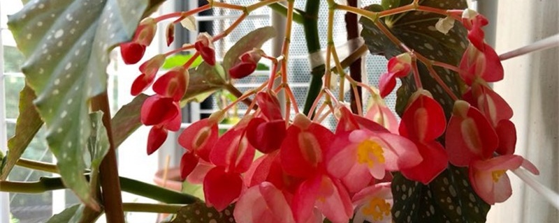 竹节海棠掉叶子是怎么回事,掉叶怎么办 竹节海棠掉叶子是怎么回事,掉叶怎么办