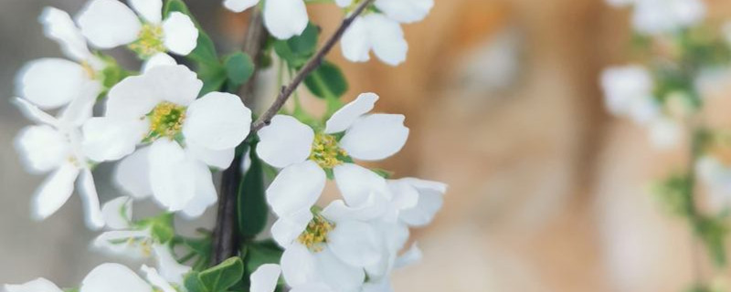 喷雪花开花后怎么修剪，花后怎么养