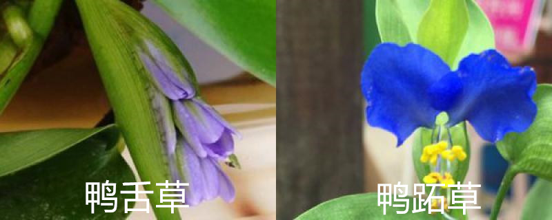 鸭舌草和鸭跖草的区别,分别怎么养护 鸭舌草和鸭跖草的区别,分别怎么养护