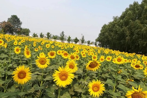 这花跟着太阳开，每次开花1000朵，养家里吉祥如意！