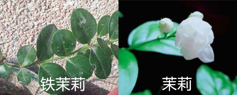 铁茉莉和茉莉的区别，分别怎么养护