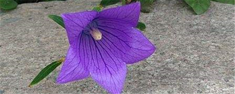 花施肥的最佳季节是什么时候