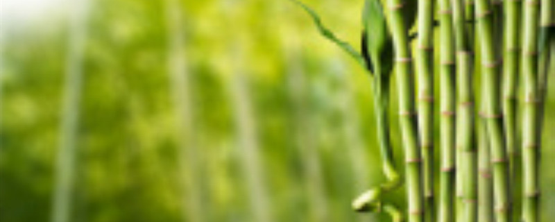 竹子是单子叶植物还是双子叶植物 竹子是单子叶植物还是双子叶植物