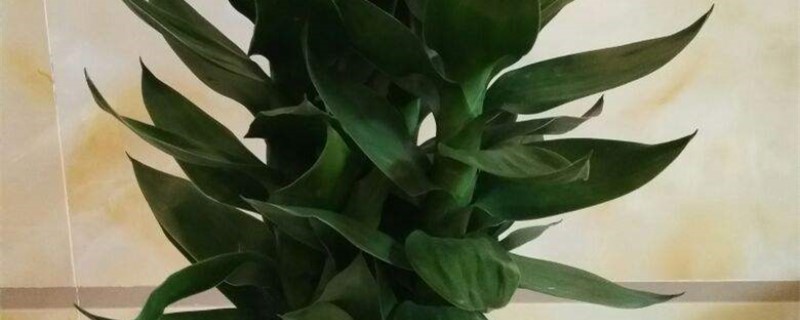 观音竹叶子发黄是怎么回事，黄叶怎么办