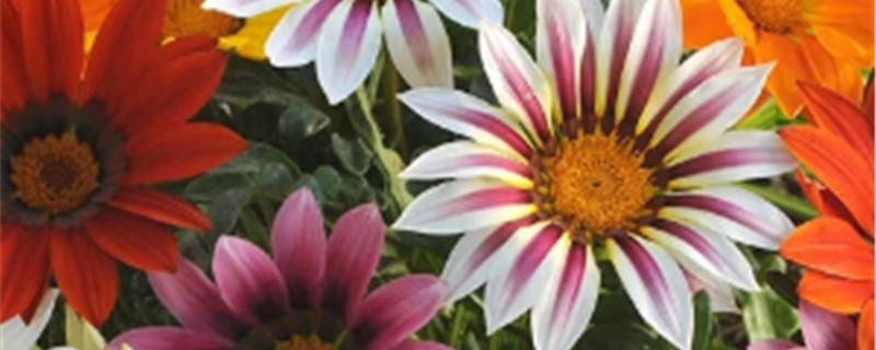 勋章菊怎么养，开完花怎么处理