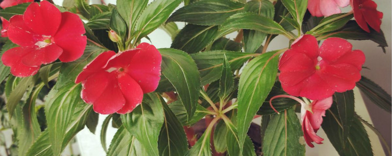 凤仙花种子种植方法，什么时候种植