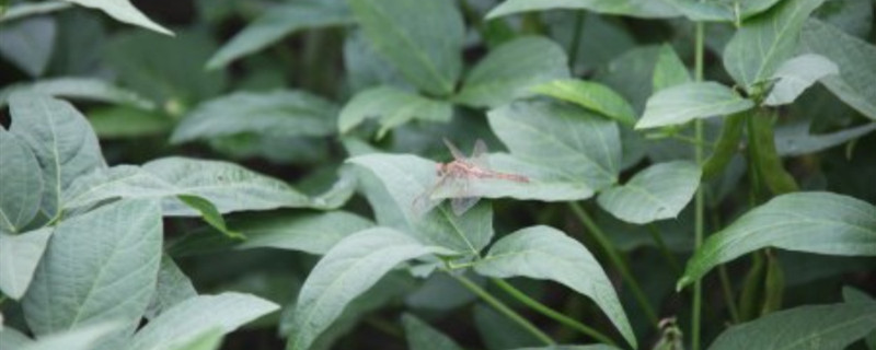 面条菜的学名叫什么