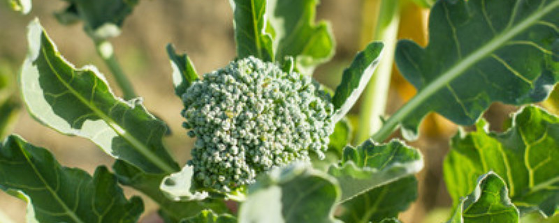 白花菜的果实能吃吗 白花菜的果实能吃吗