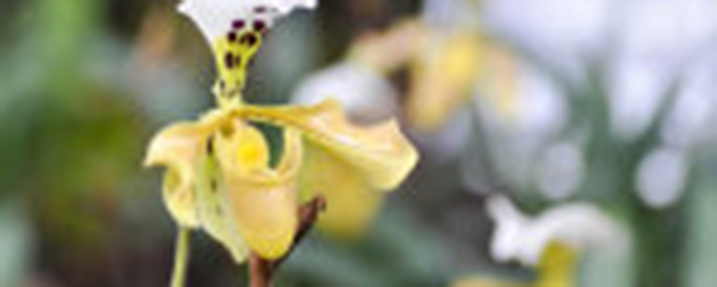 兰花花期可以施肥吗 兰花花期可以施肥吗