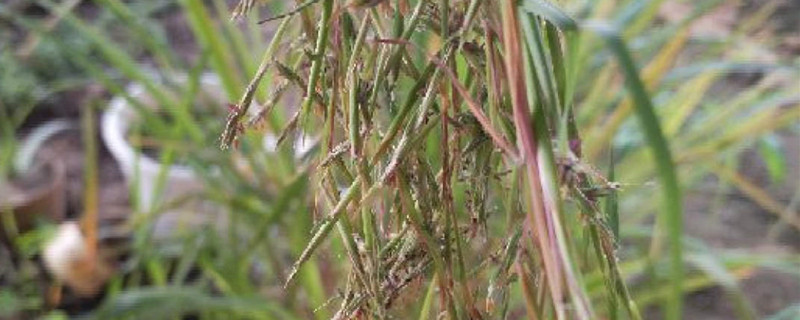 香茅怎么种，什么时候种植