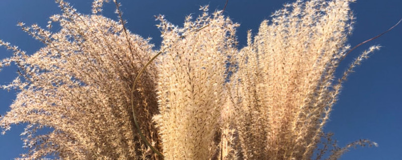 苇根和芦根是一样的吗