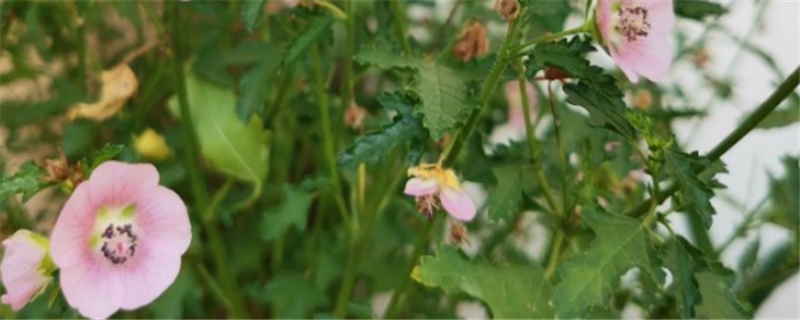 小木槿用什么土种植好，怎么种