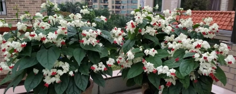 龙吐珠开花时怎么浇水 龙吐珠开花时怎么浇水
