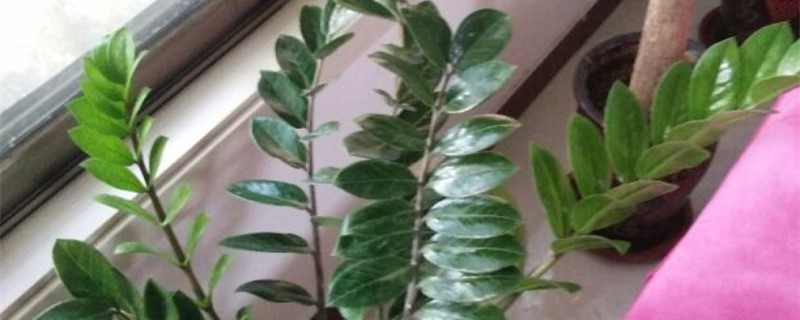 金钱树怎么养才茂盛,怎么护理 金钱树怎么养才茂盛,怎么护理